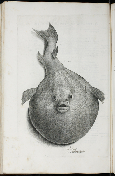 Orbis. Pesci Palumbo