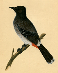 Watercolor of bird, likely commissioned by an English patron