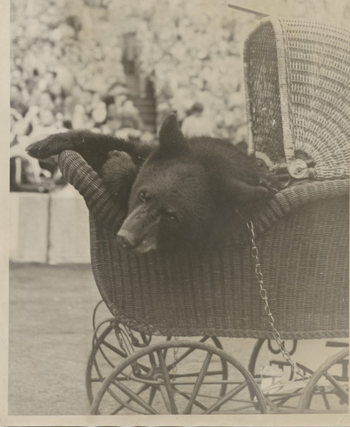 Bruno IX