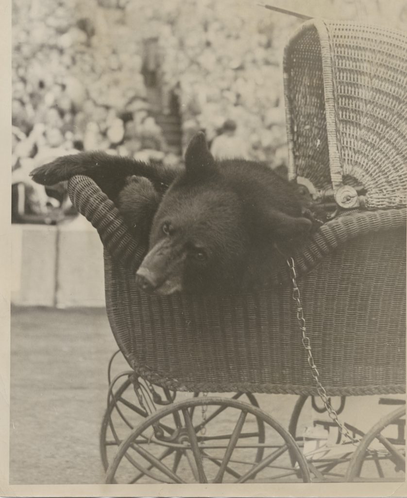 A black bear cub named Bruno IX sitting in a wicker baby carriage