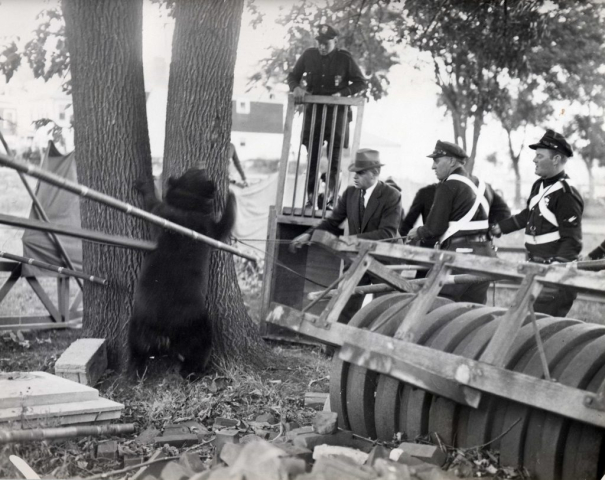 National Attention, got free National Attention, got free