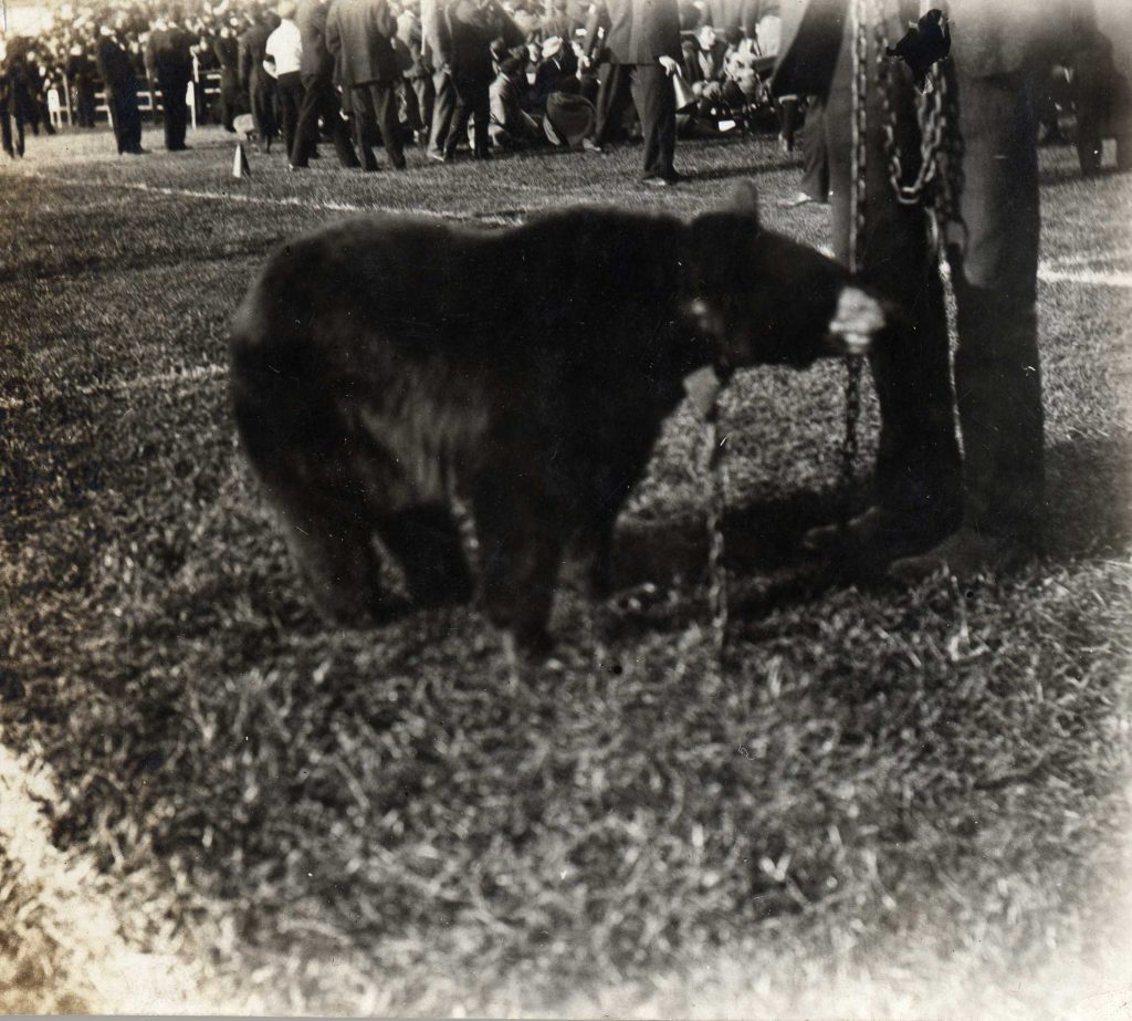 photo of a brown bear named Helen