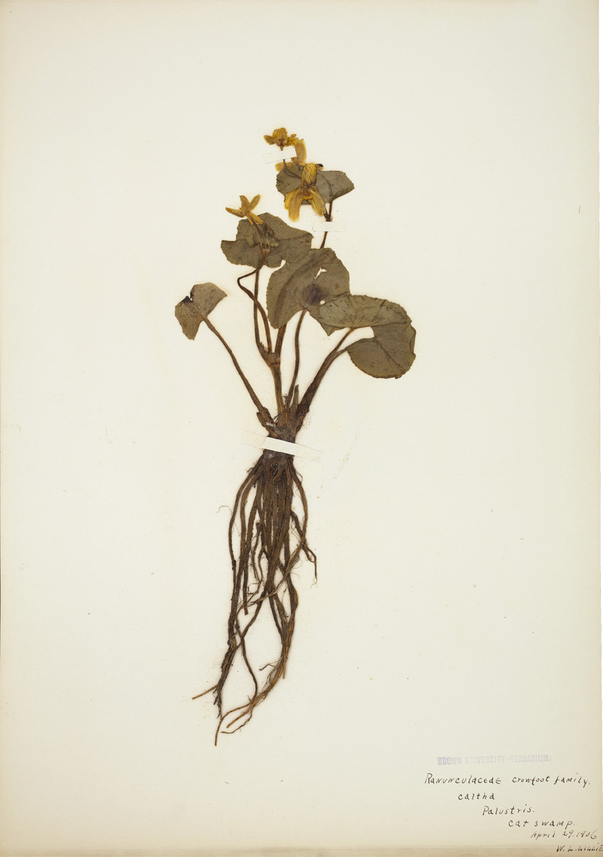 Caltha palustris specimen