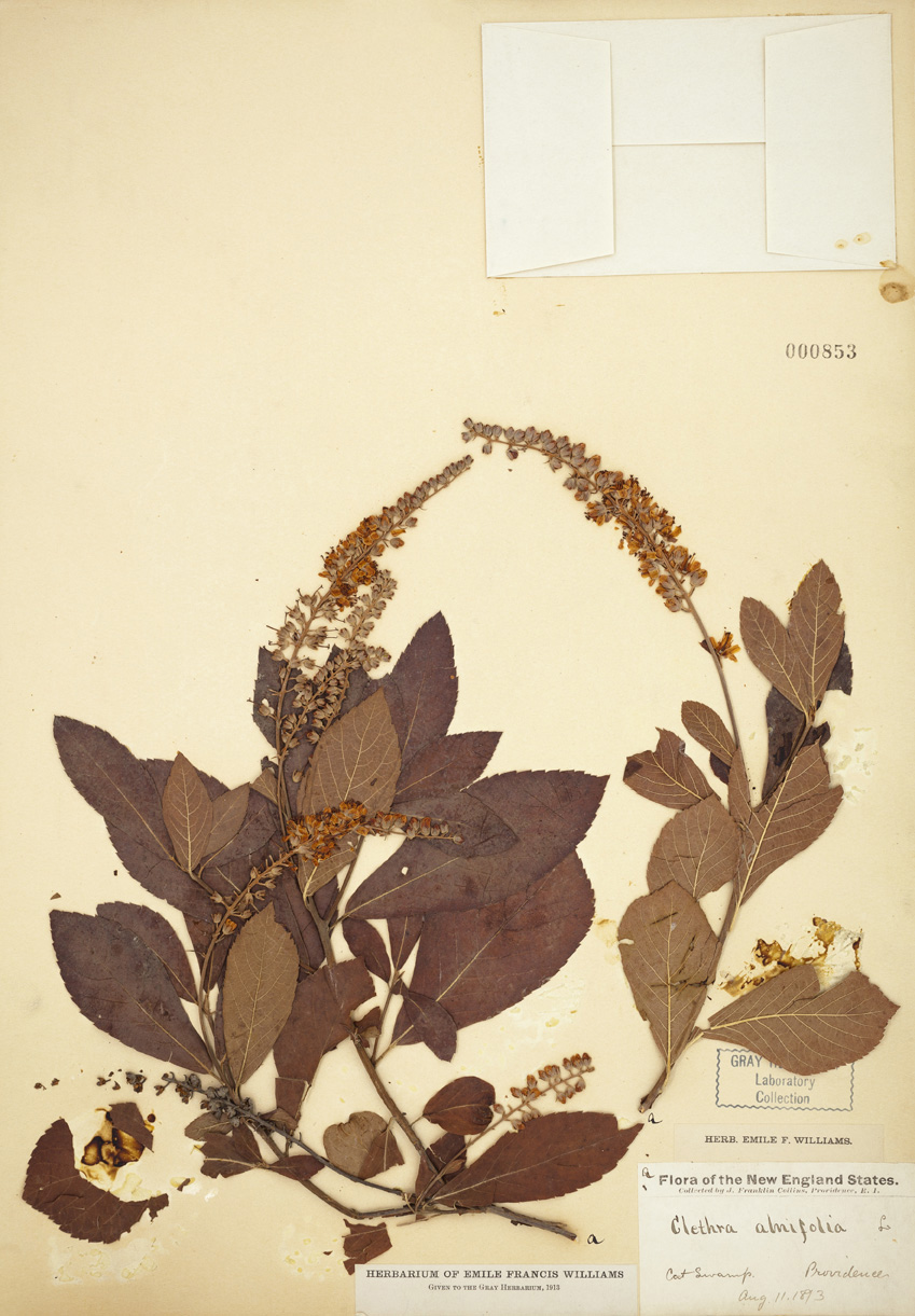 Clethra alnifolia specimen
