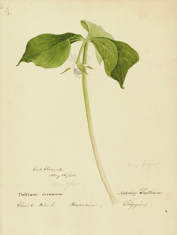 Trillium cernuum painting