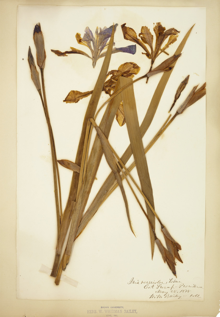 Iris versicolor specimen