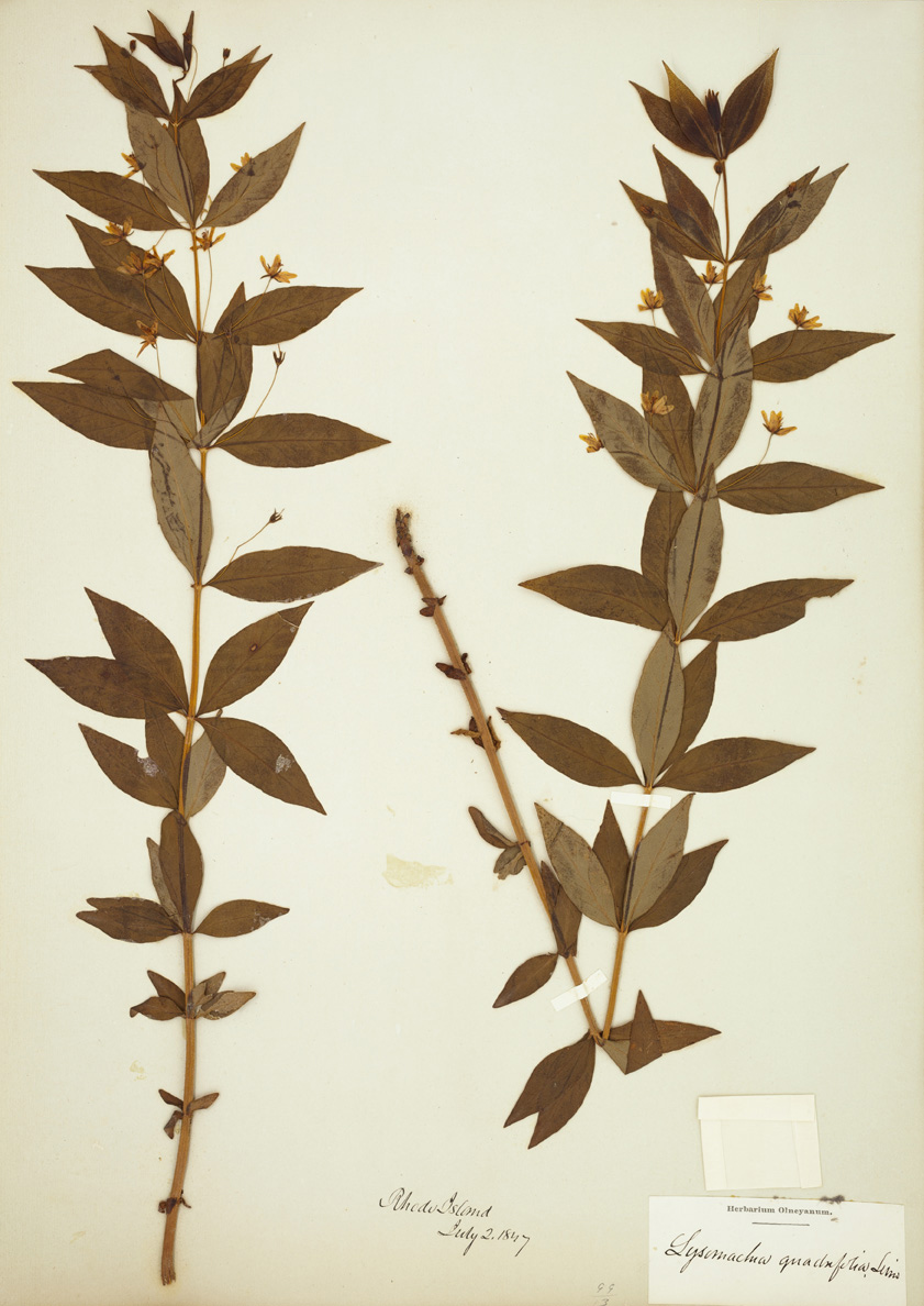 Lysimachia quadrifolia specimen
