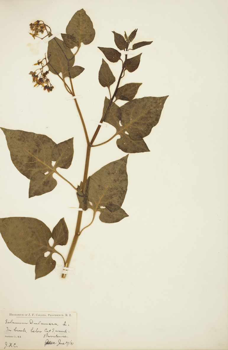Solanum dulcamara specimen