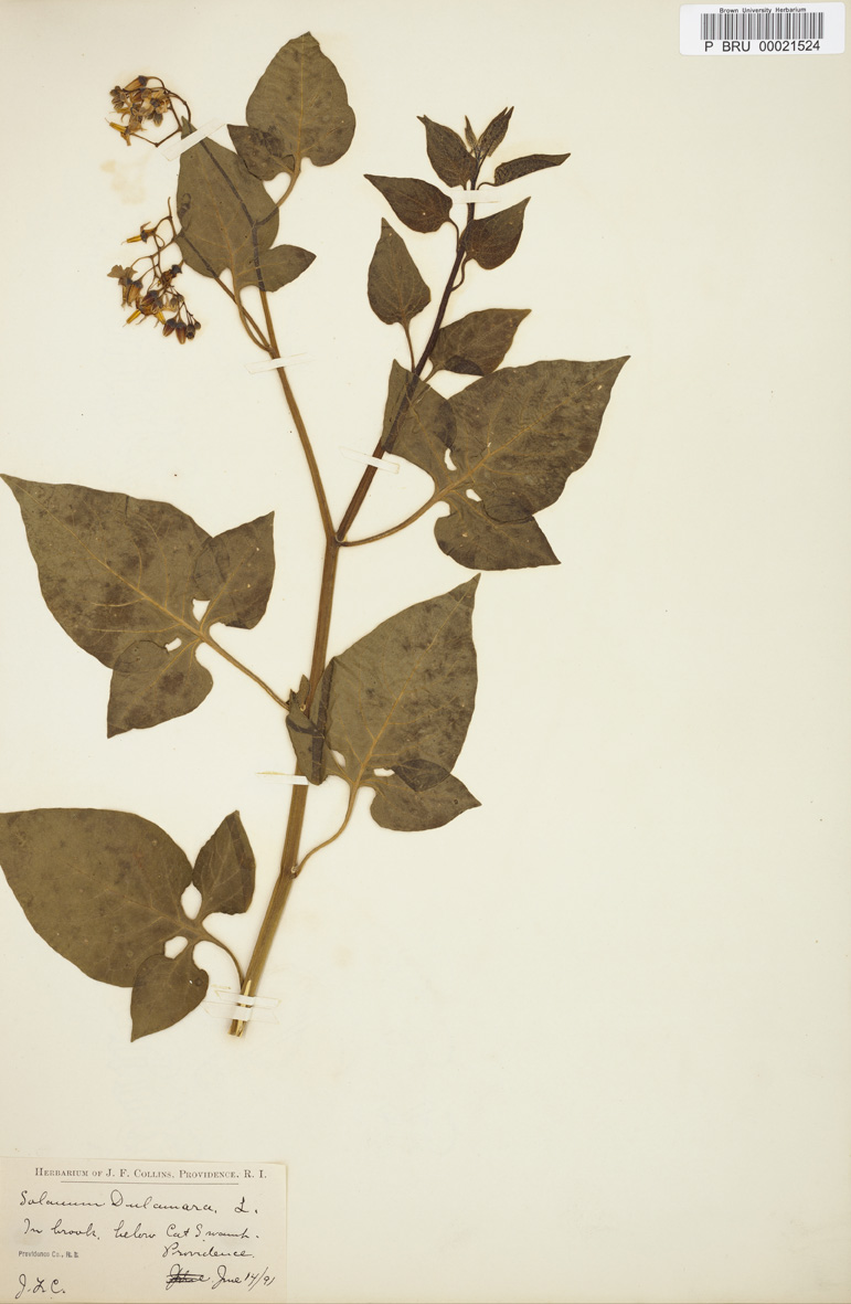 Solanum dulcamara specimen