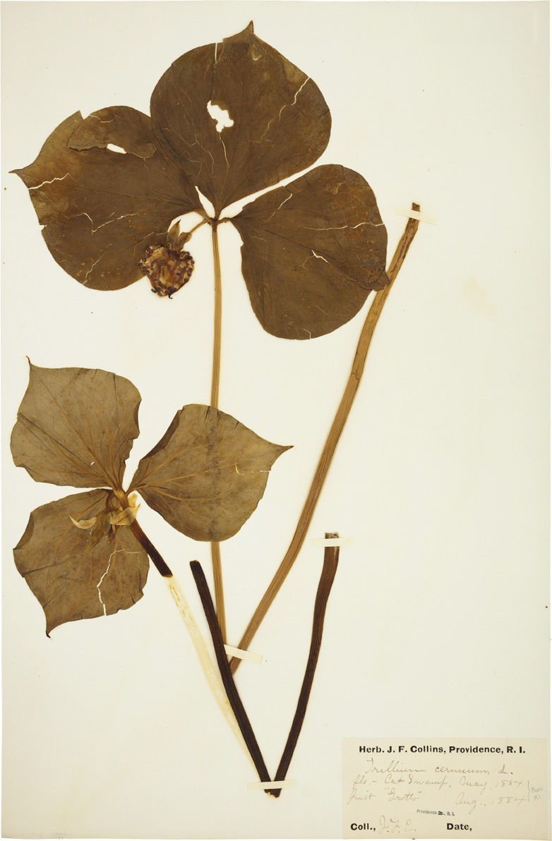 Trillium cernuum specimen