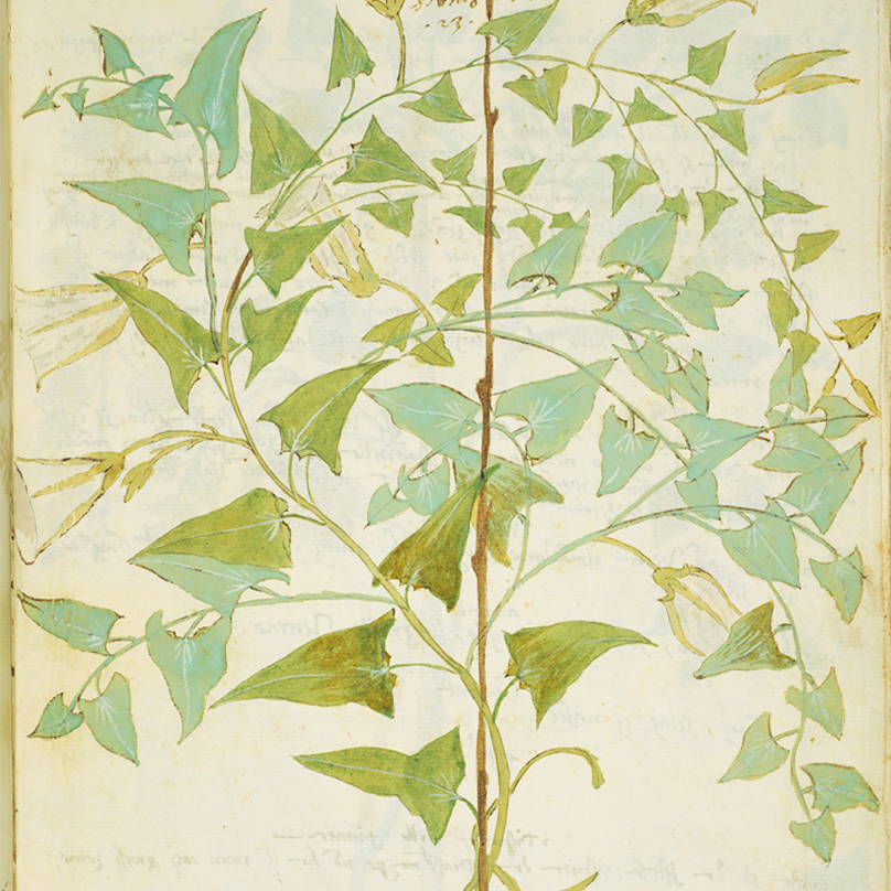 illustration of a plant