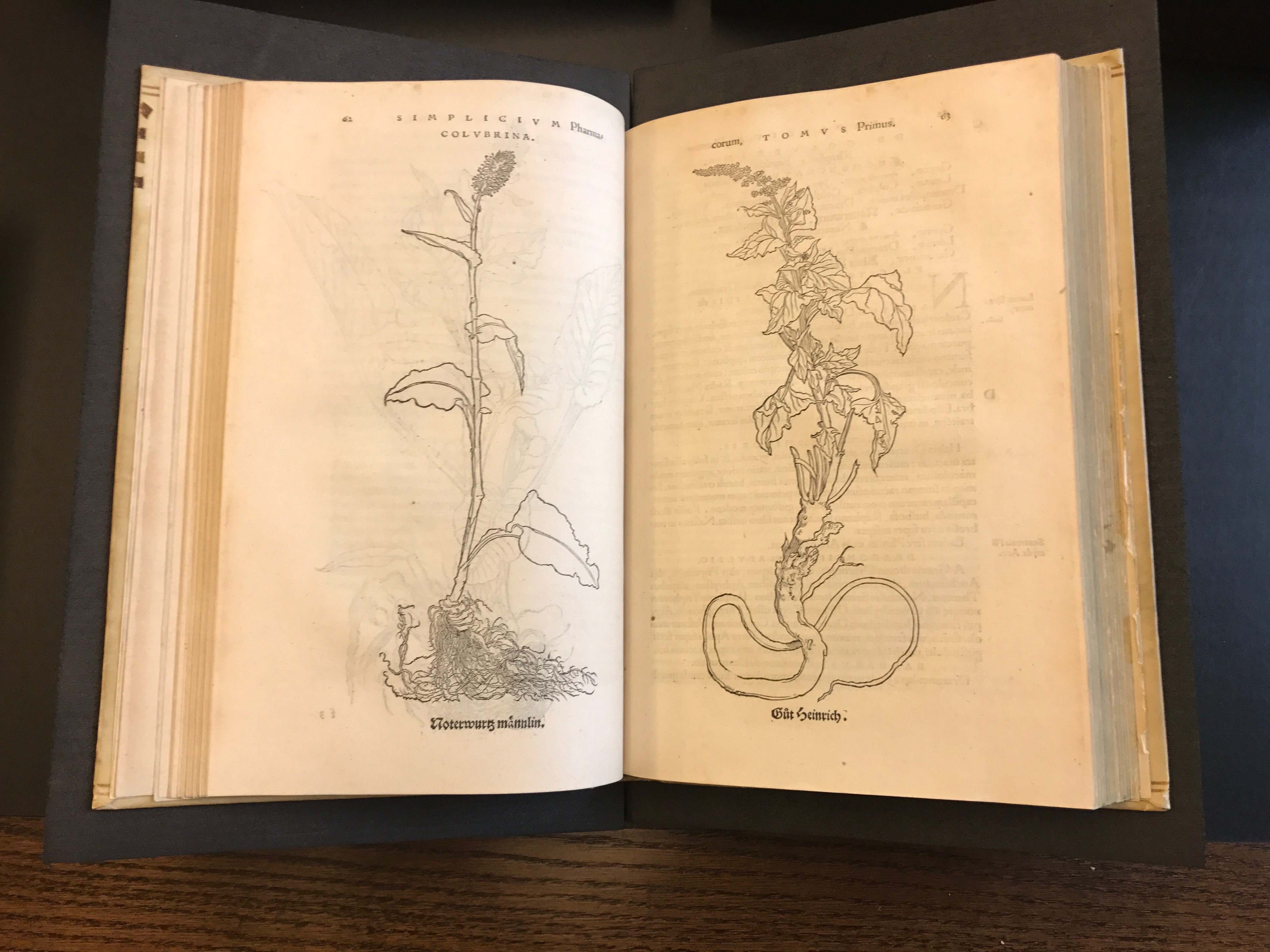 Page from Herbarum vivae eicones displaying detailed drawing of a plant