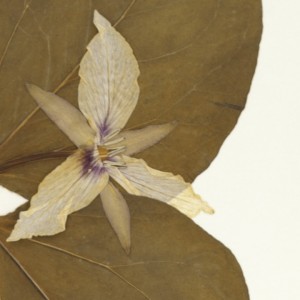 Trillium erythrocarpum, collected by Miss Lena E. Stone, May 10, 1900, from Attleboro, MA