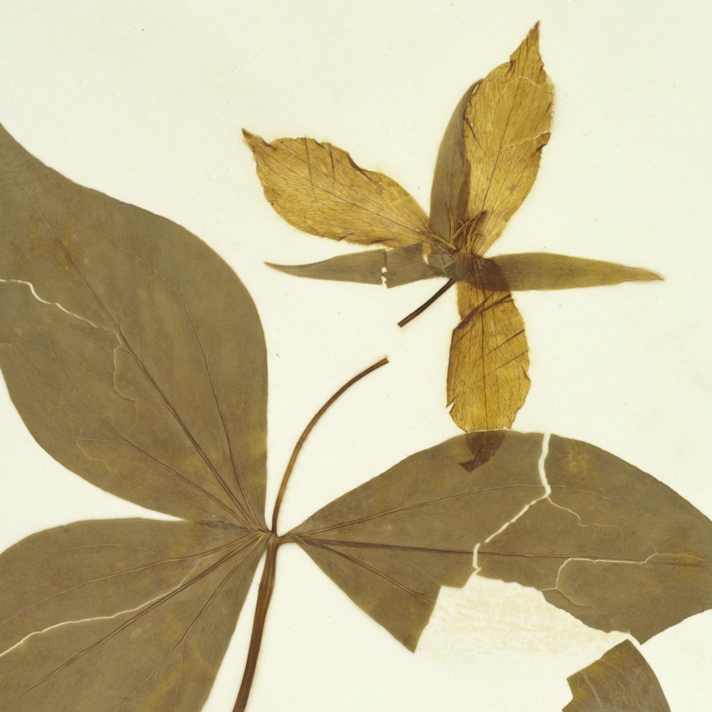 Trillium grandiflorum, collected in Penn Yan, by H. P. Sartwell, New York