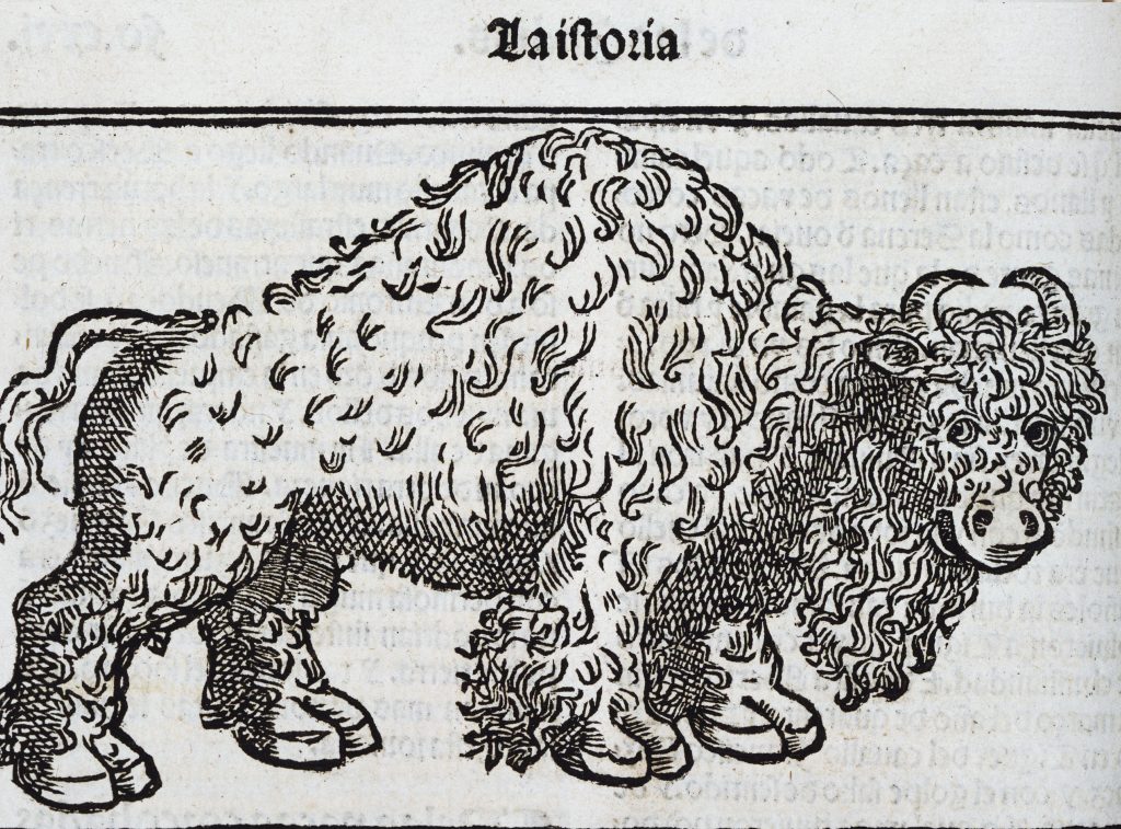 woodcut print of a buffalo, from JCB collections