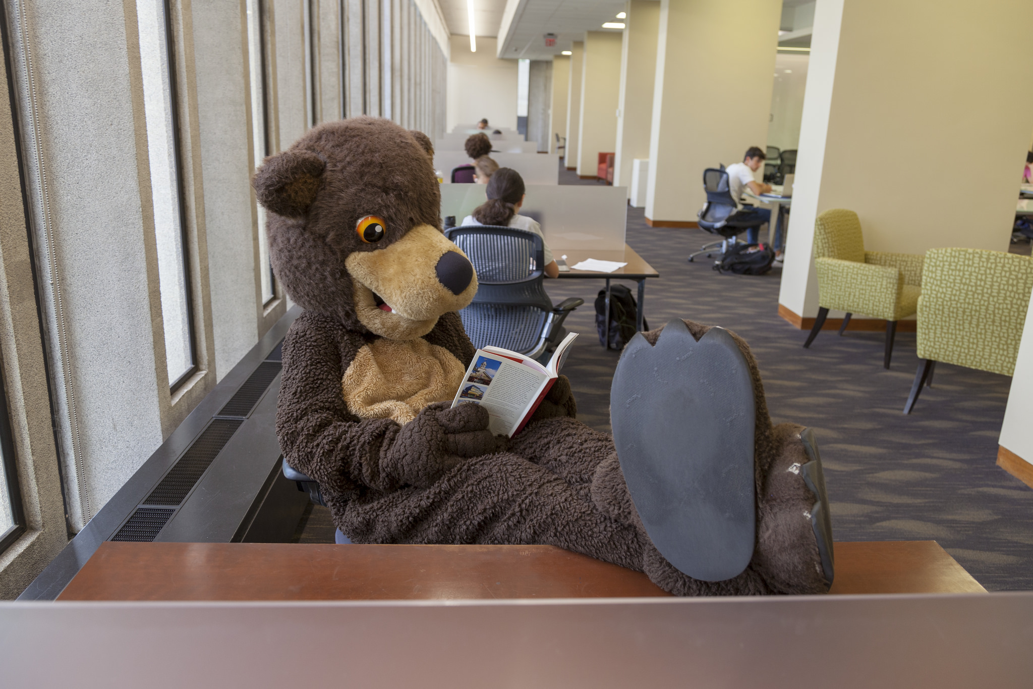 Brown bear mascot reading a book at the Library