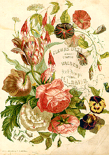Fleurs d'Été