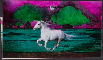 Natura selvaggia [Naturaleza salvaje]