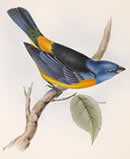 Blue and Yellow Tanager