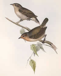 Warbler Finch