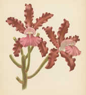 Cattleya Elongata Barb Rodr